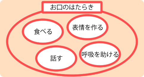 お口の機能は、お口周囲の成長発達とともに、習慣を通じて育まれます。